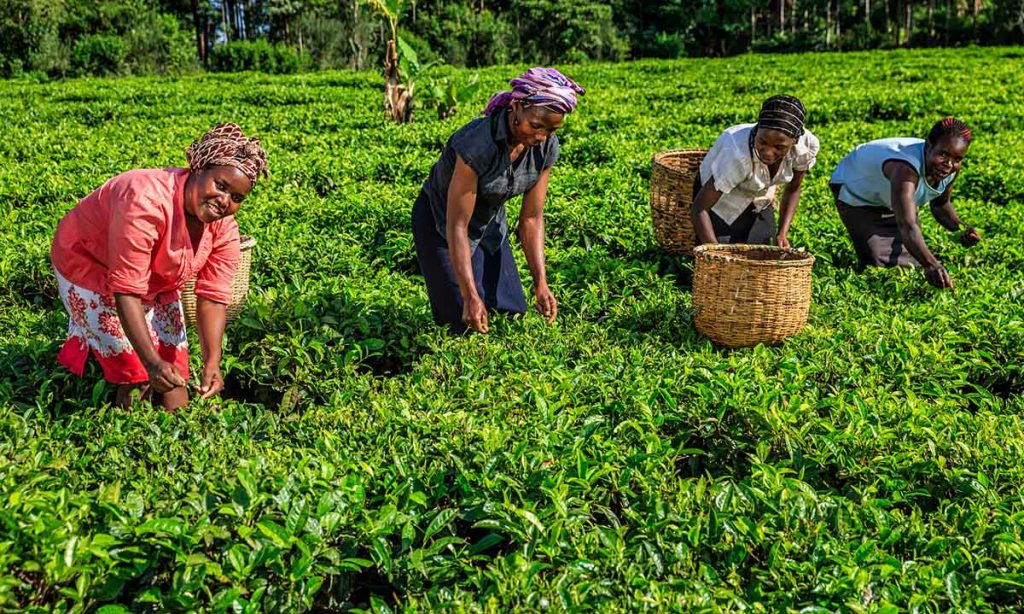 competicionmercadoafricano 2